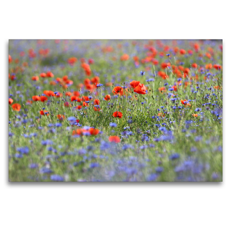 Klatschmohn und Kornblumen