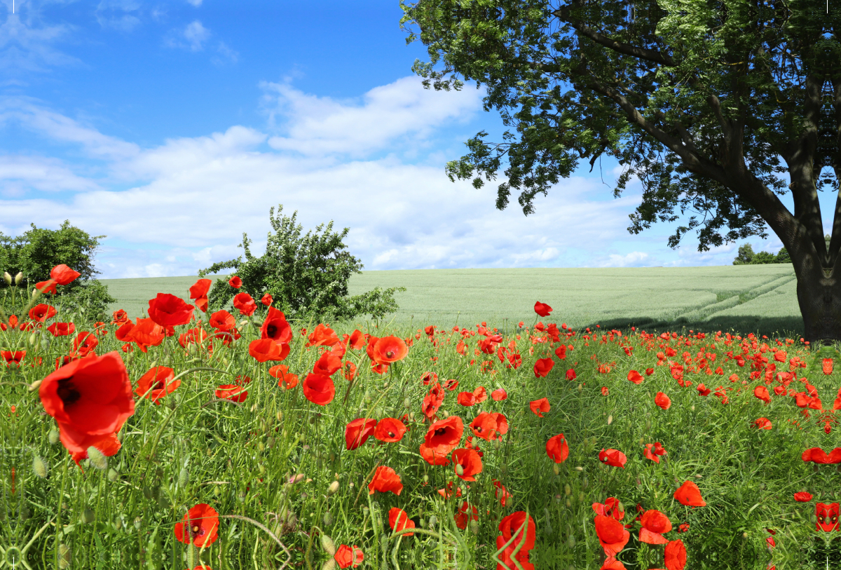 Ein Motiv aus dem Kalender Klatschmohn (Papaver rhoeas)