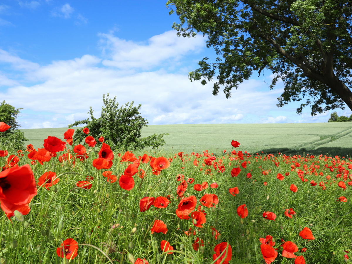 Ein Motiv aus dem Kalender Klatschmohn (Papaver rhoeas)