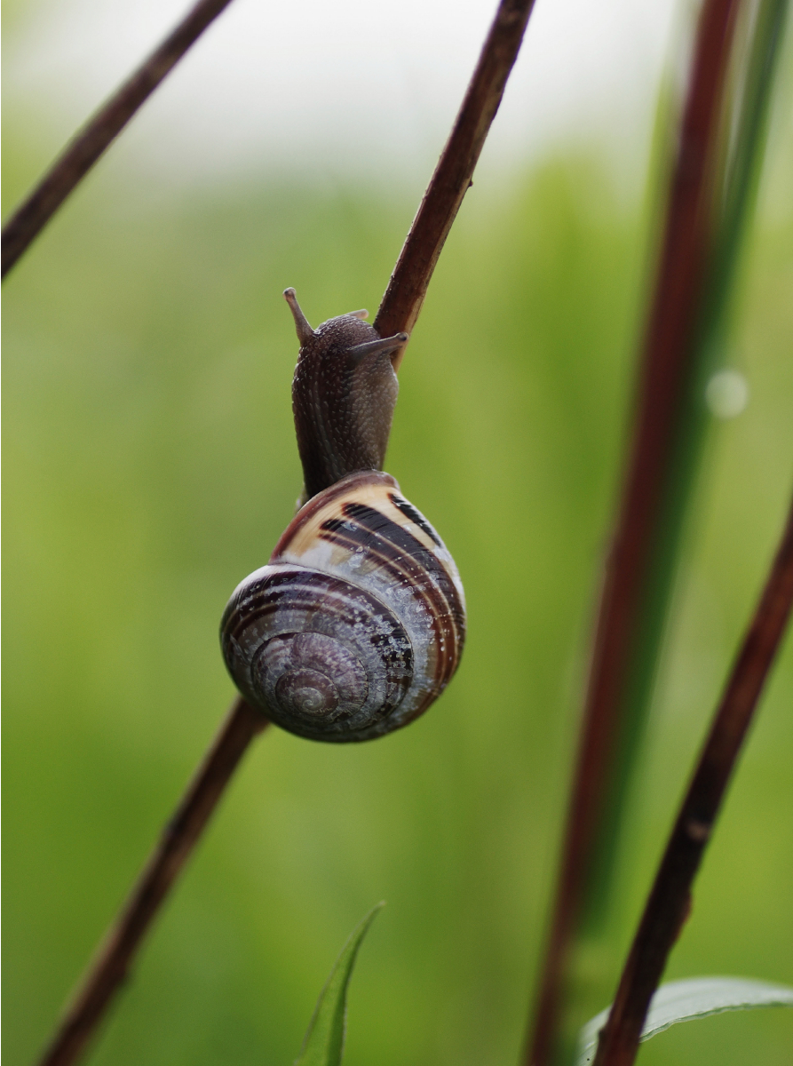 Dunkle Schnecke auf dem Weg nach oben