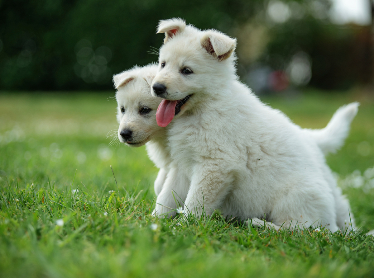 Ein Motiv aus dem Kalender Welpen Zeit - Berger Blanc Suisse