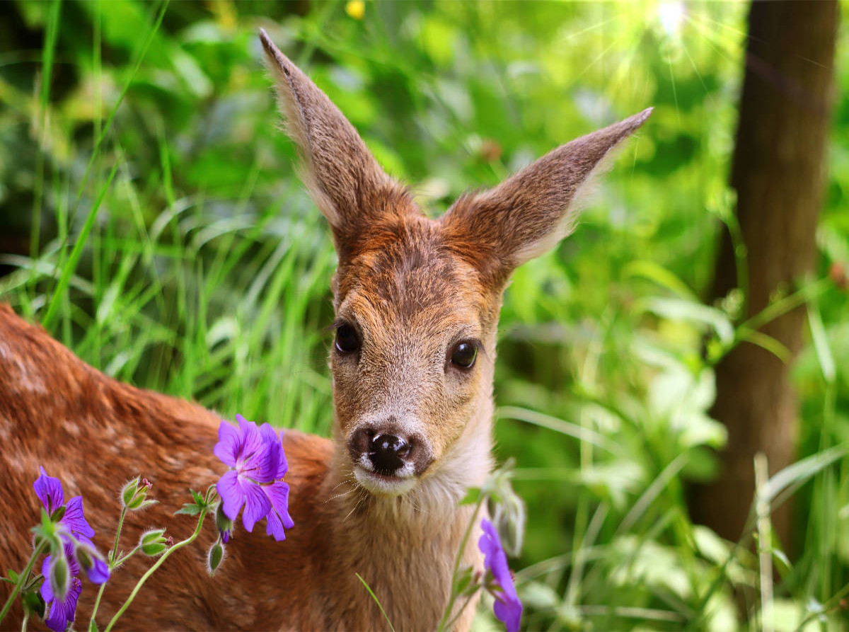 Rehkitz mit lila Blüten