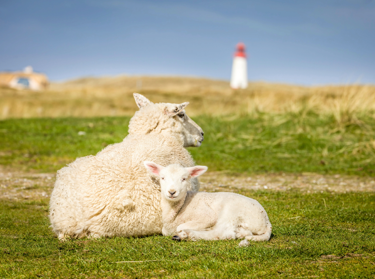 Schafe im Naturschutzgebiet Ellenbogen auf Sylt