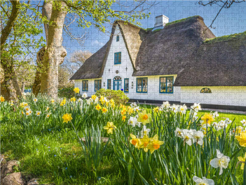 Historisches Reetdachhaus mit Osterglocken auf Sylt