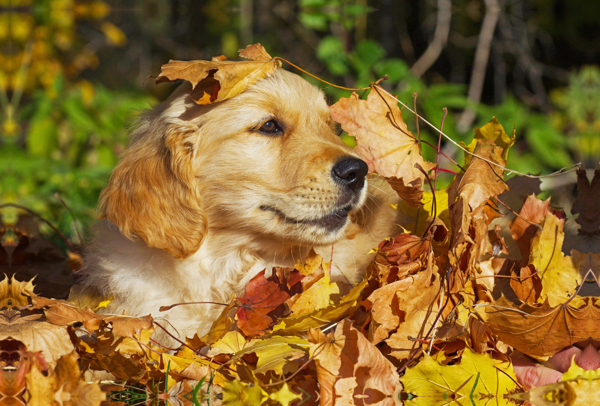 Herbstfarben