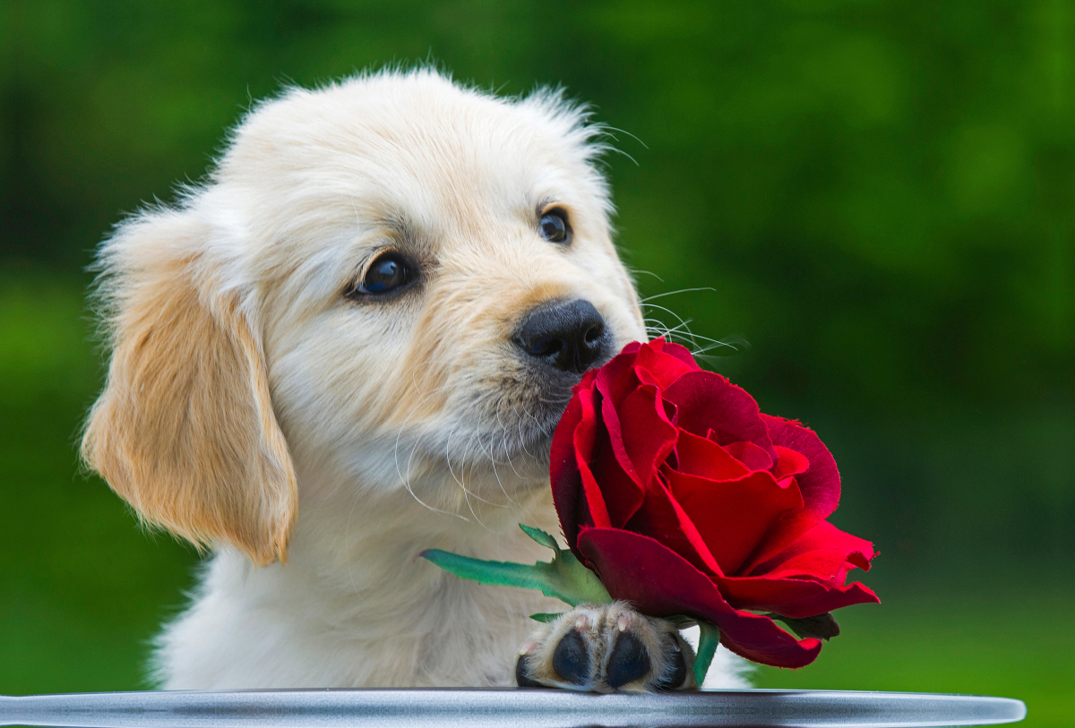 Ein Motiv aus dem Kalender Goldige Herzensbrecher - Golden Retriever Welpen