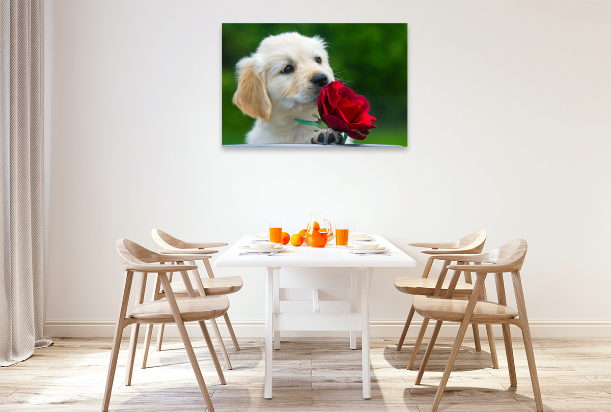 Ein Motiv aus dem Kalender Goldige Herzensbrecher - Golden Retriever Welpen