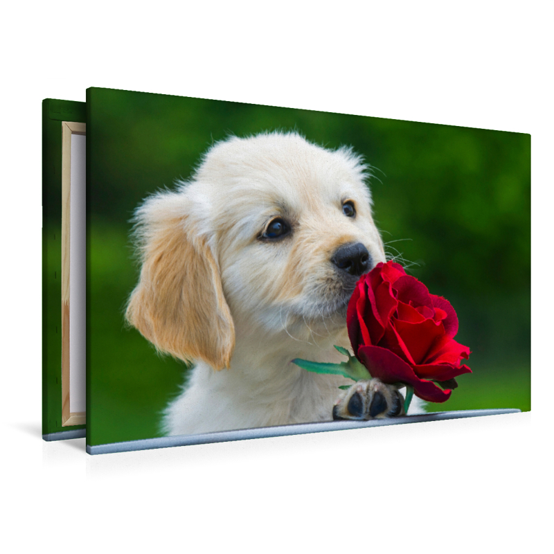 Ein Motiv aus dem Kalender Goldige Herzensbrecher - Golden Retriever Welpen