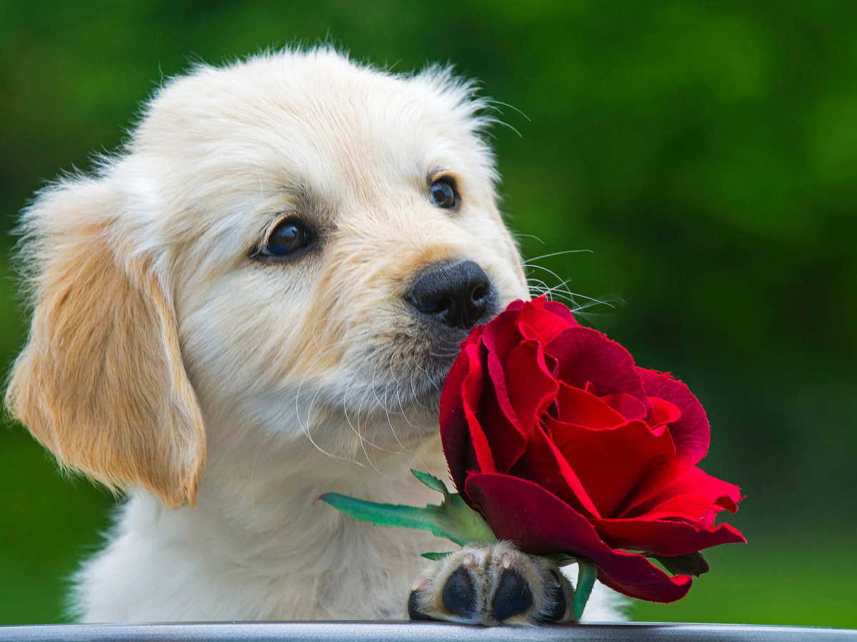 Ein Motiv aus dem Kalender Goldige Herzensbrecher - Golden Retriever Welpen