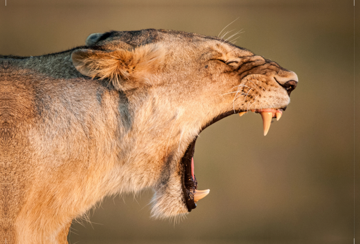 Gähnende Löwin in der Masai Mara in Kenia.