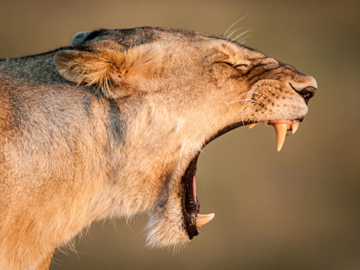 Gähnende Löwin in der Masai Mara in Kenia.