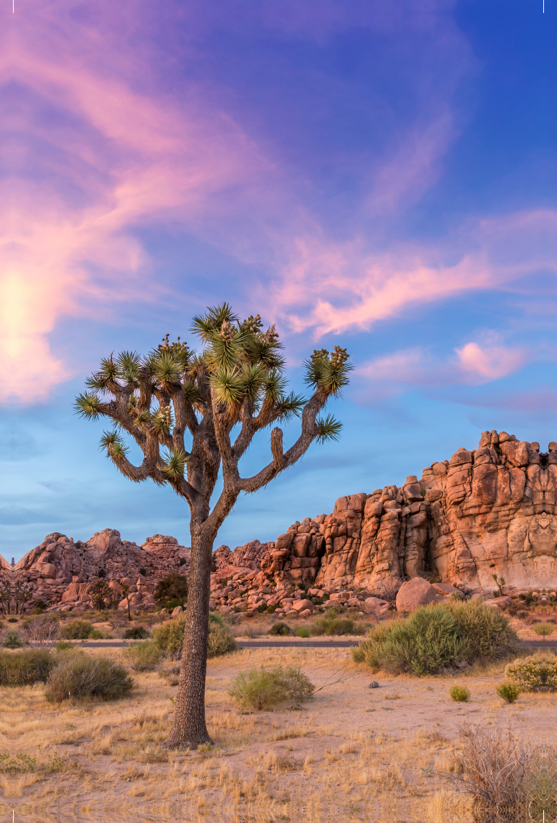 Joshua Tree im Abendlicht