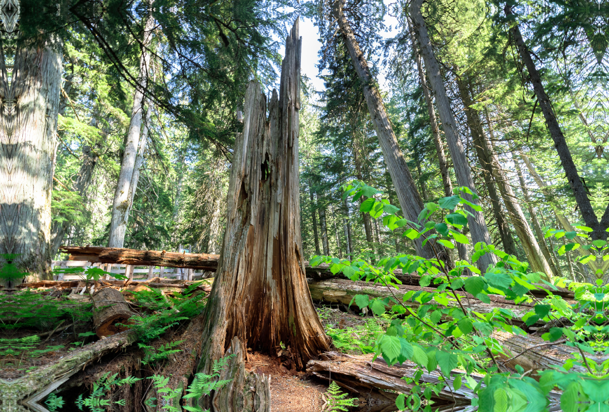 Märchenhafter Wald aus Riesenzedern