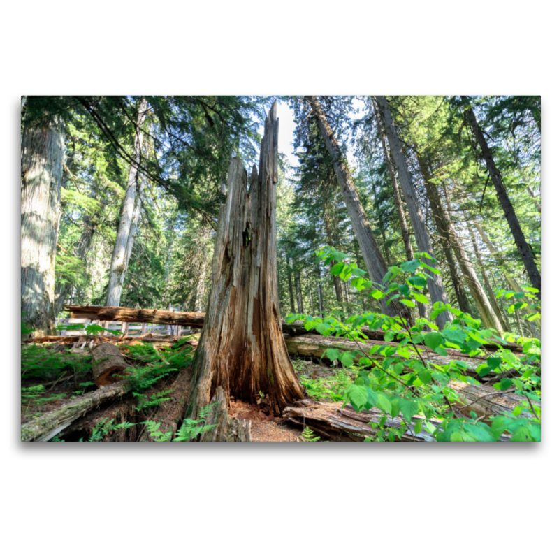 Märchenhafter Wald aus Riesenzedern