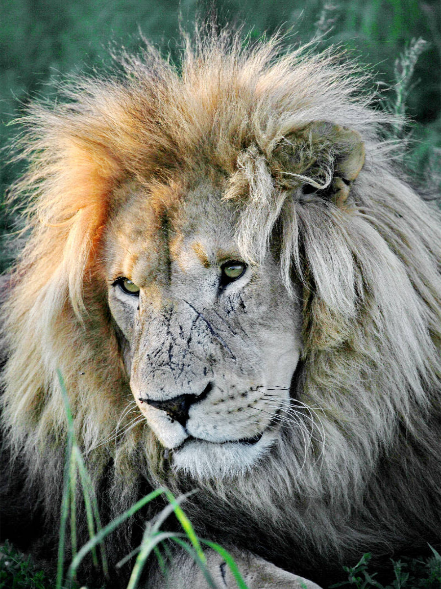 Braunes Löwen Männchen. Ein Motiv aus dem Kalender 'BIG CATS Faszinierende Nah-Portraits'