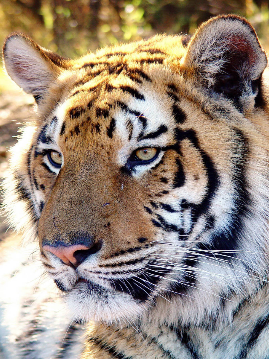 Tiger Portrait. Ein Motiv aus dem Kalender BIG CATS Faszinierende Nah-Portraits