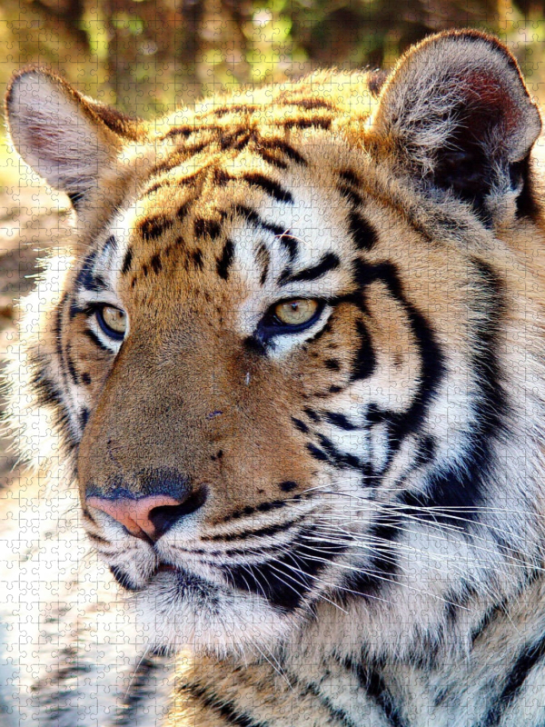 Tiger Portrait. Ein Motiv aus dem Kalender BIG CATS Faszinierende Nah-Portraits
