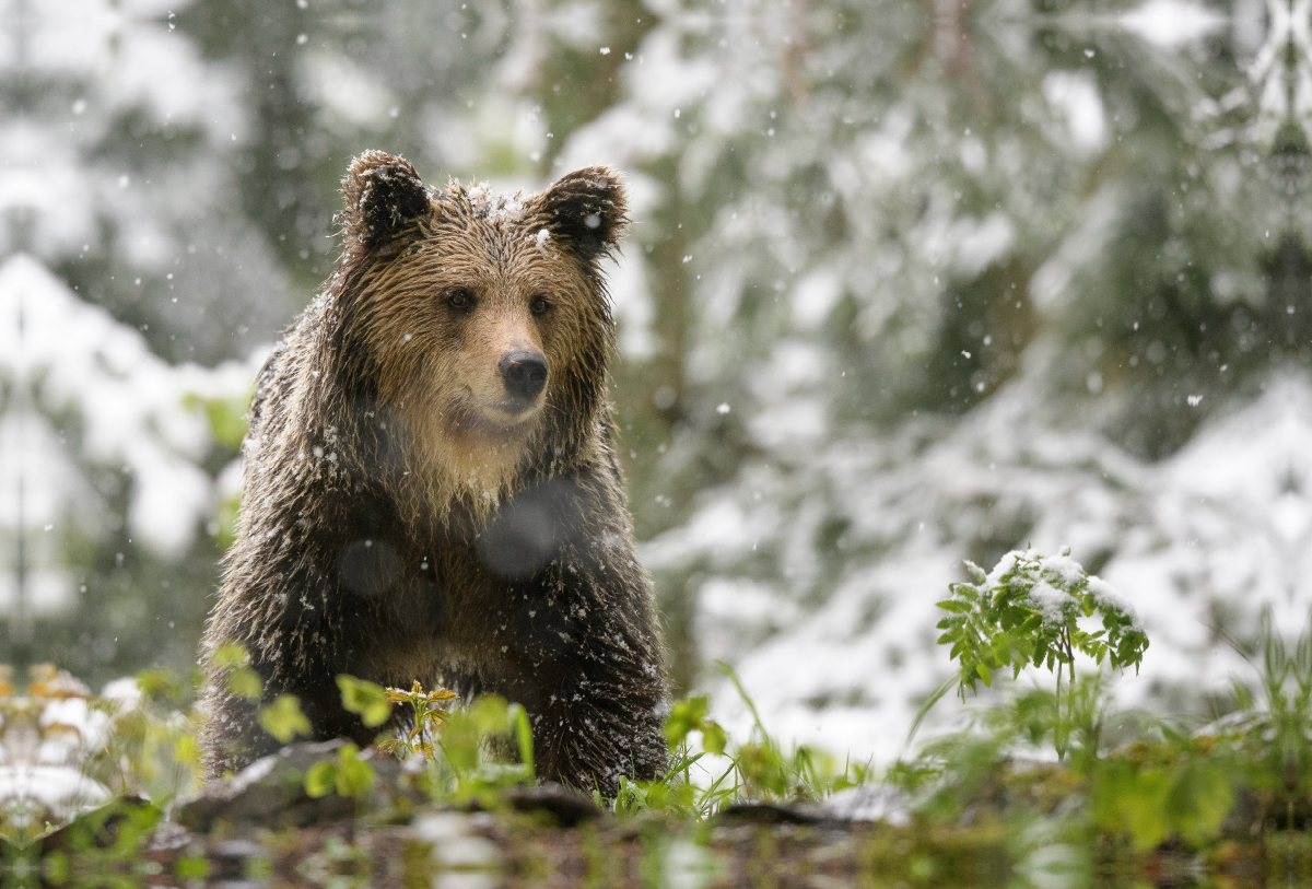 Braunbär im Schnee - Slowenien