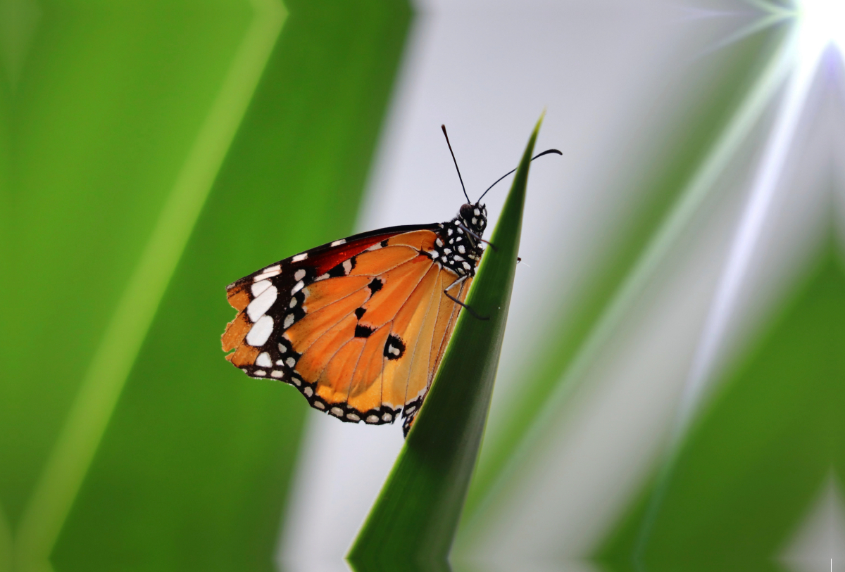 Danaus chrysippus - Kleiner Monarch