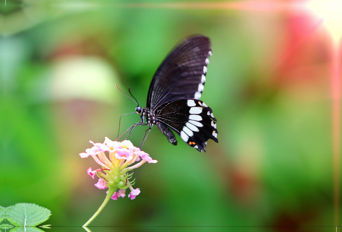 Papilio polytes - Kleiner Mormone