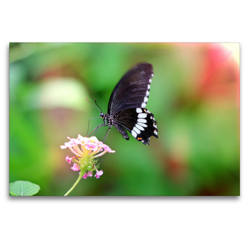 Papilio polytes - Kleiner Mormone