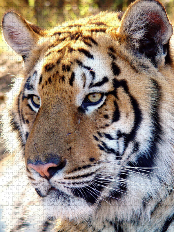 Tiger Portrait. Ein Motiv aus dem Kalender BIG CATS Fazinierende Nah-Portraits