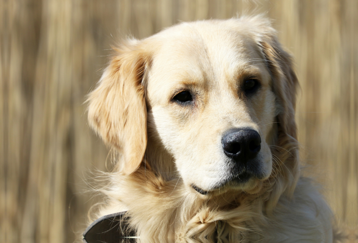 Golden Retriever ein treuer Begleiter