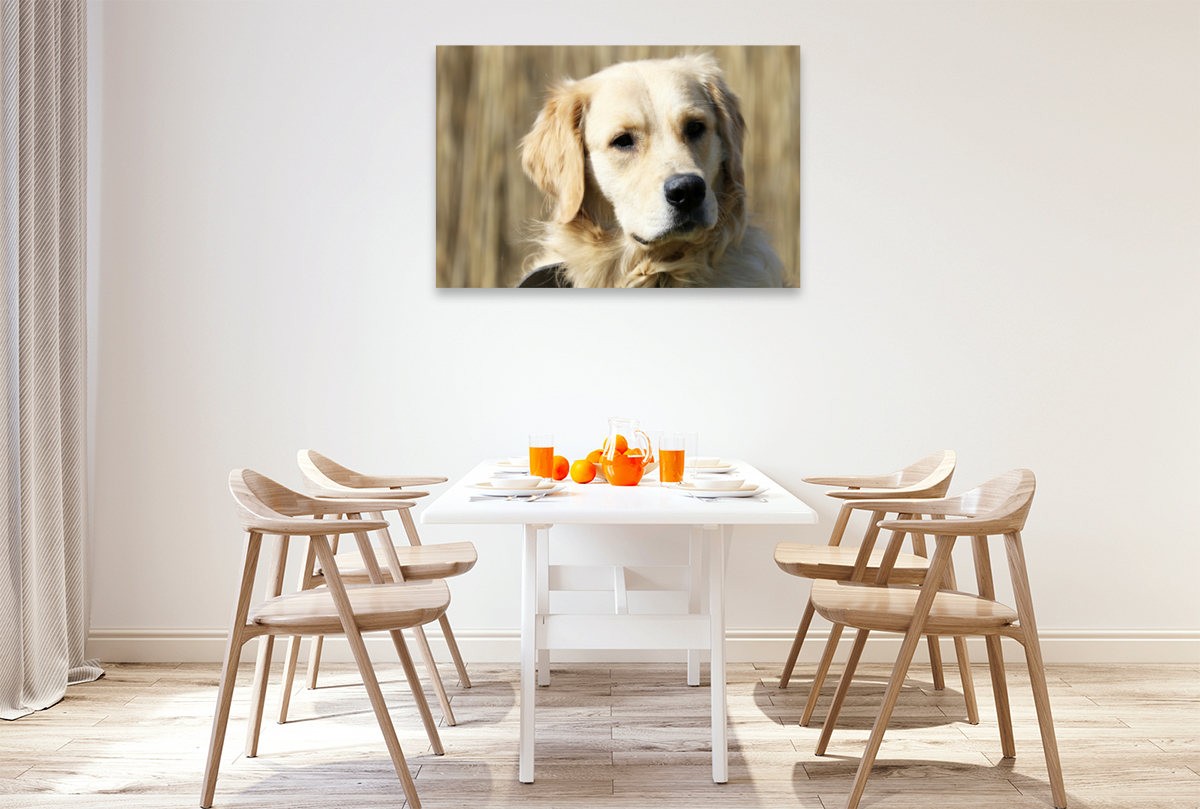 Golden Retriever ein treuer Begleiter