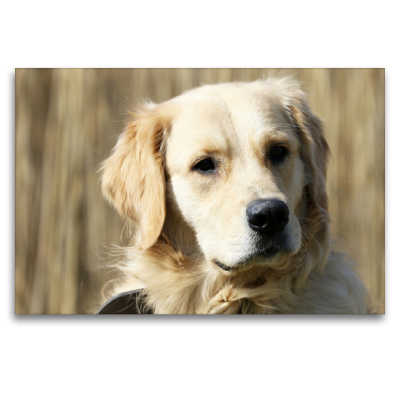 Golden Retriever ein treuer Begleiter