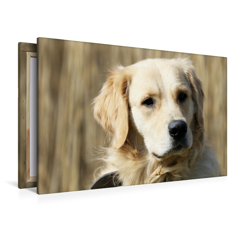 Golden Retriever ein treuer Begleiter