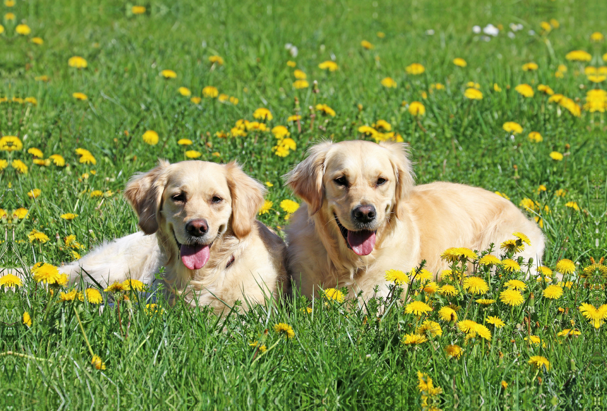 Golden Retriever im Frühling