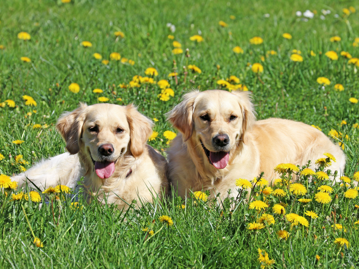 Golden Retriever im Frühling