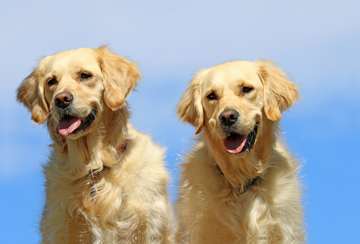 Golden Retriever beim Fotoshooting