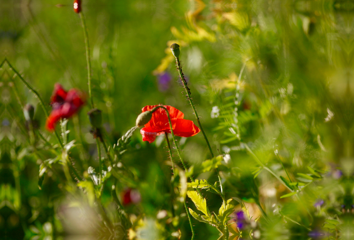 Garten mit Mohnblumen