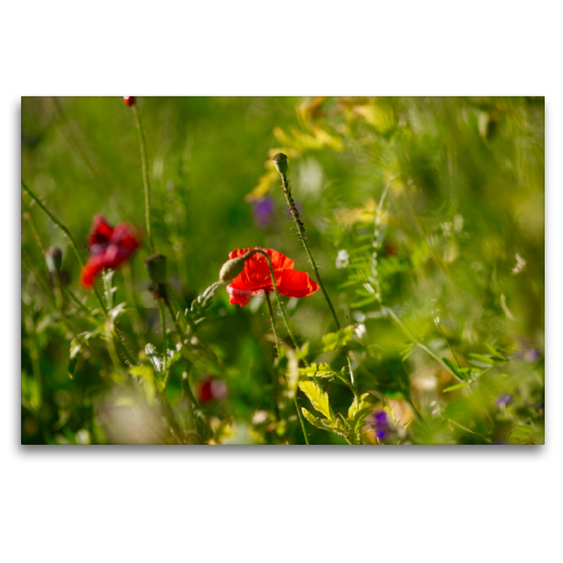 Garten mit Mohnblumen