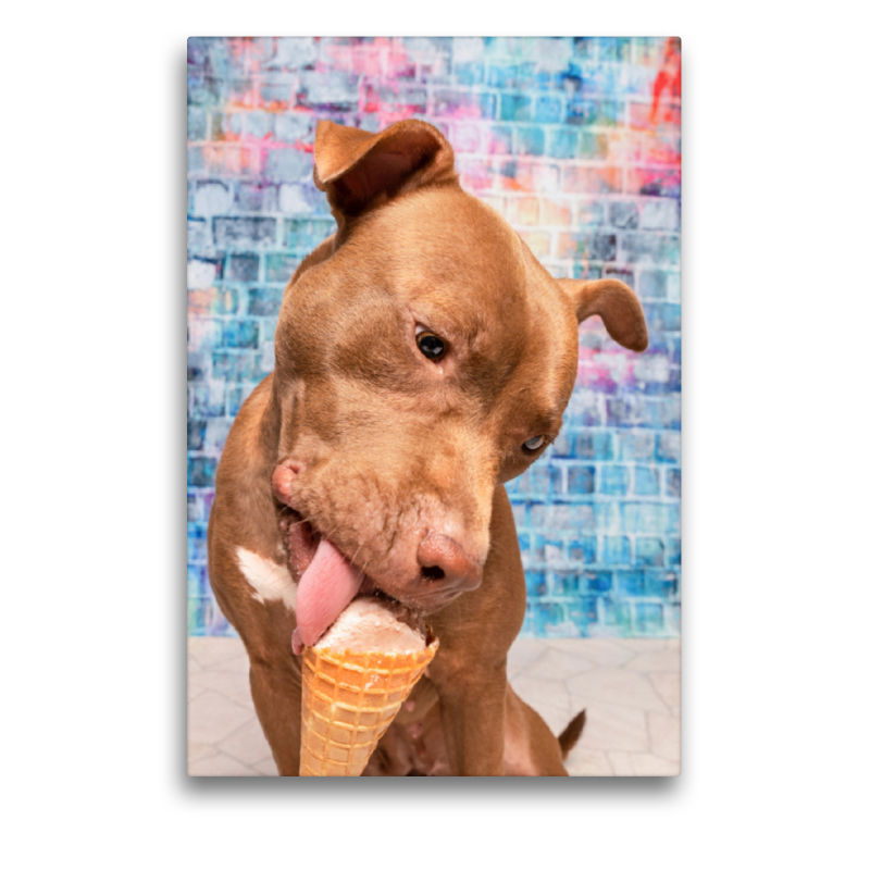 Auch ein Pitbull liebt Eis