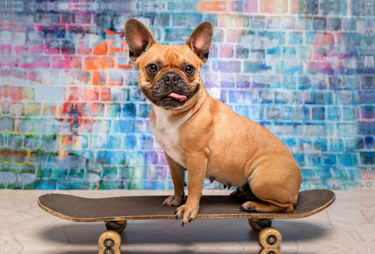 Franz. Bulldogge auf Skateboard