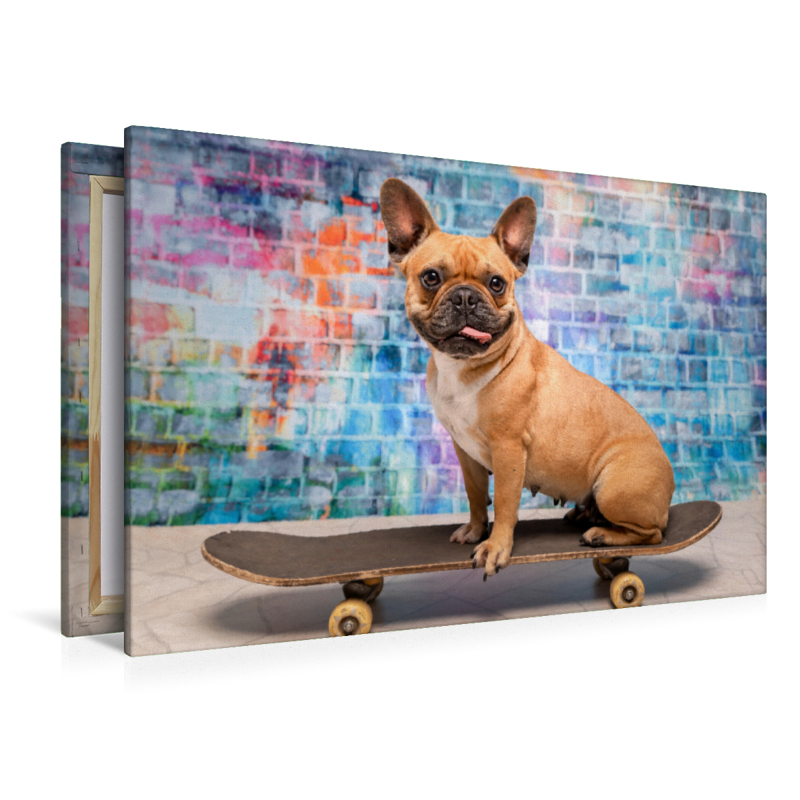 Franz. Bulldogge auf Skateboard