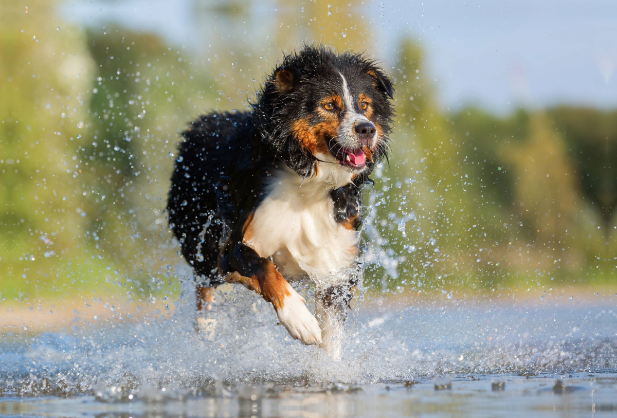 Australian Shepherd rennt durchs Wasser