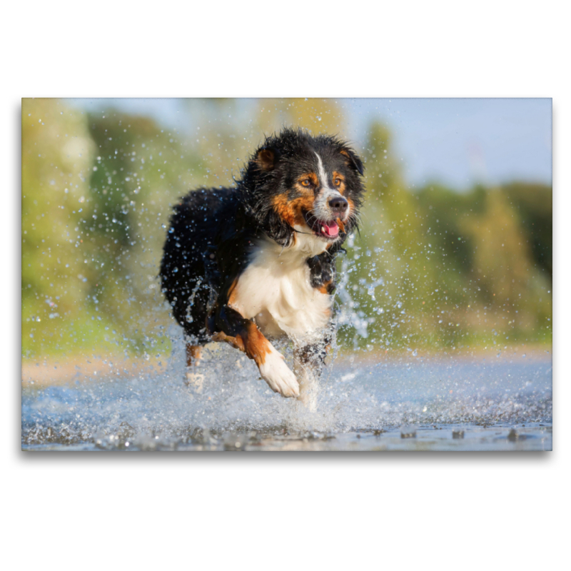 Australian Shepherd rennt durchs Wasser