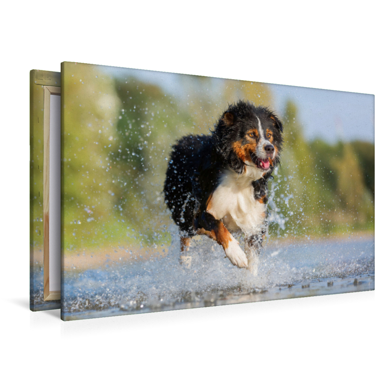 Australian Shepherd rennt durchs Wasser