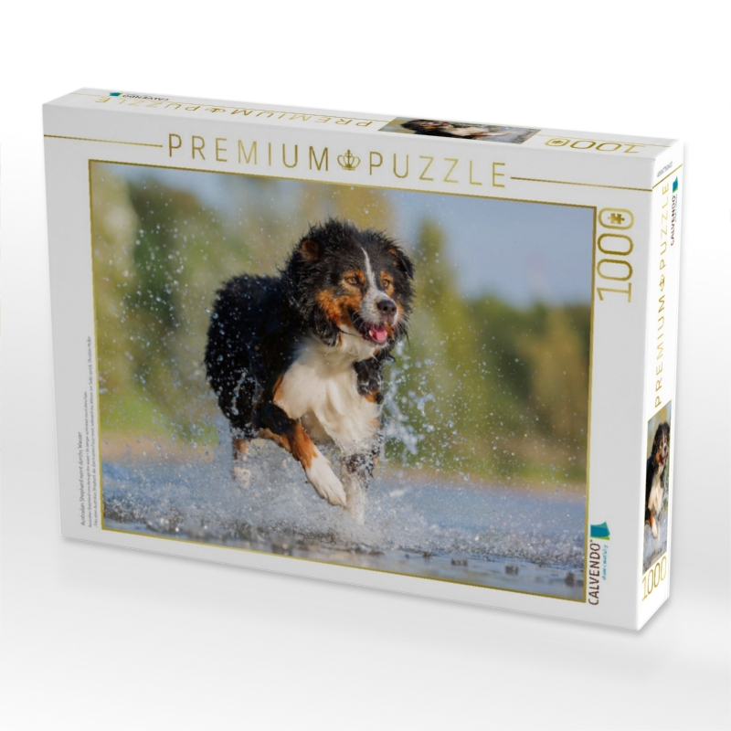 Australian Shepherd rennt durchs Wasser