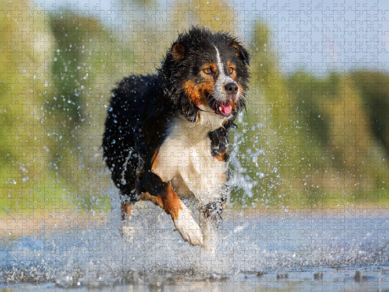 Australian Shepherd rennt durchs Wasser
