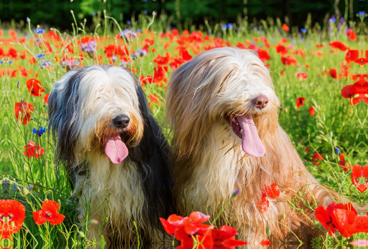 Bearded Collies im Mohn