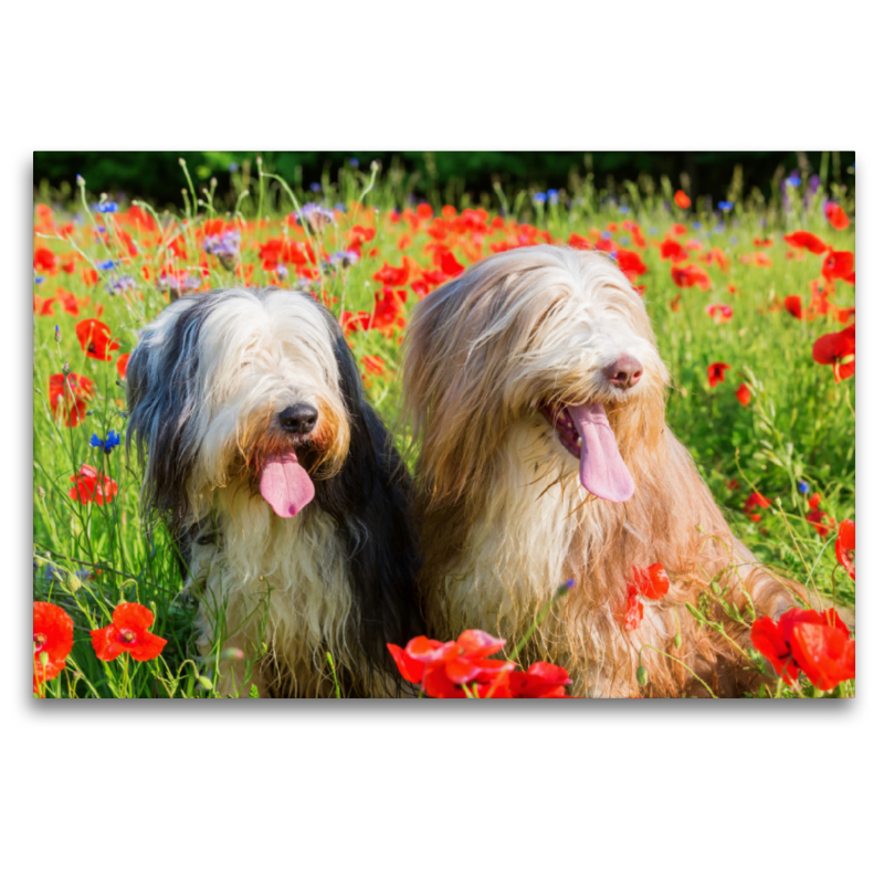 Bearded Collies im Mohn