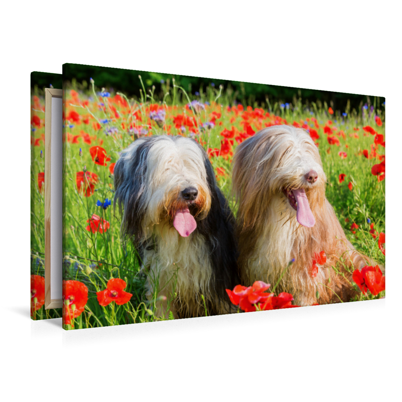 Bearded Collies im Mohn