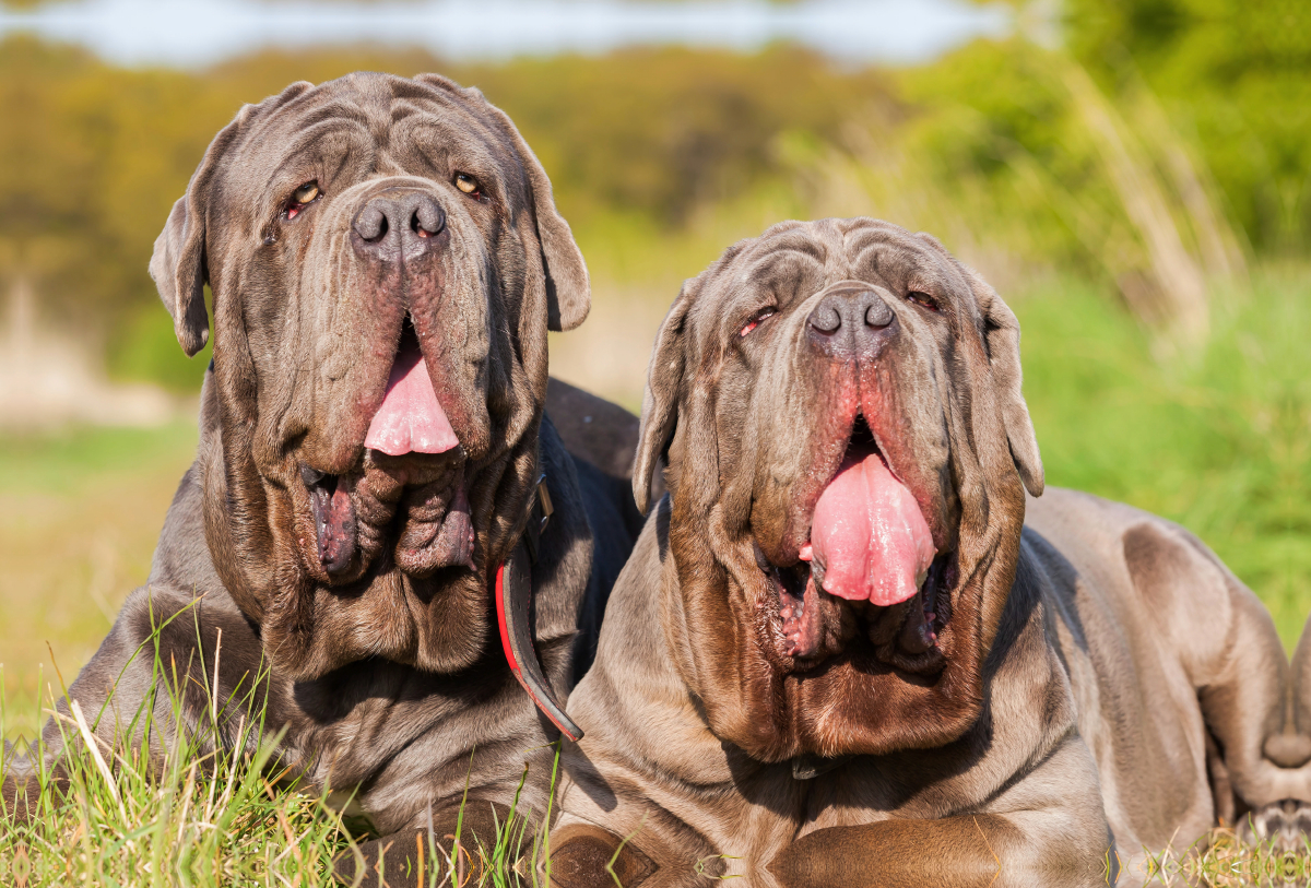 Zwei Mastino Napoletano