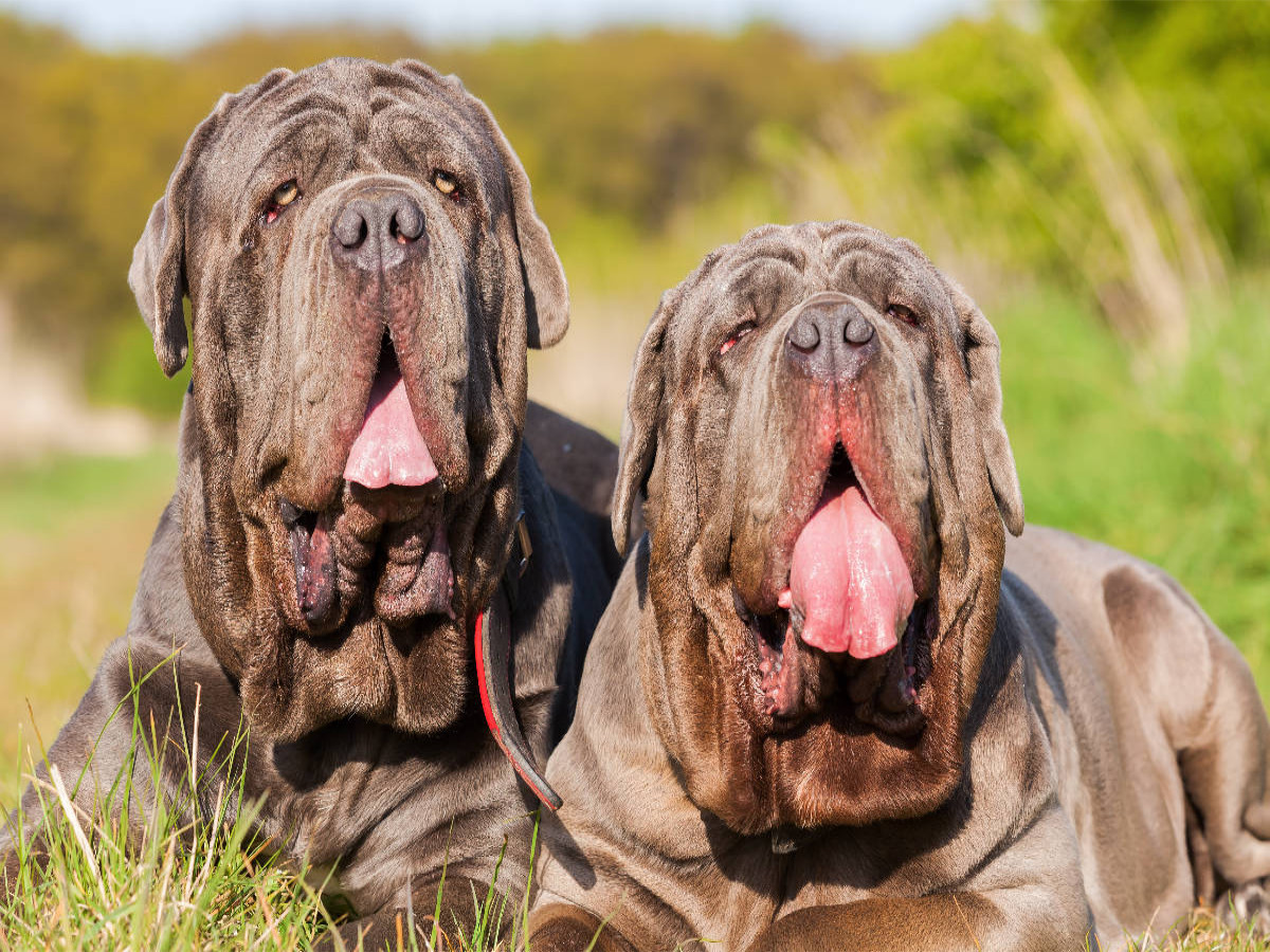 Zwei Mastino Napoletano