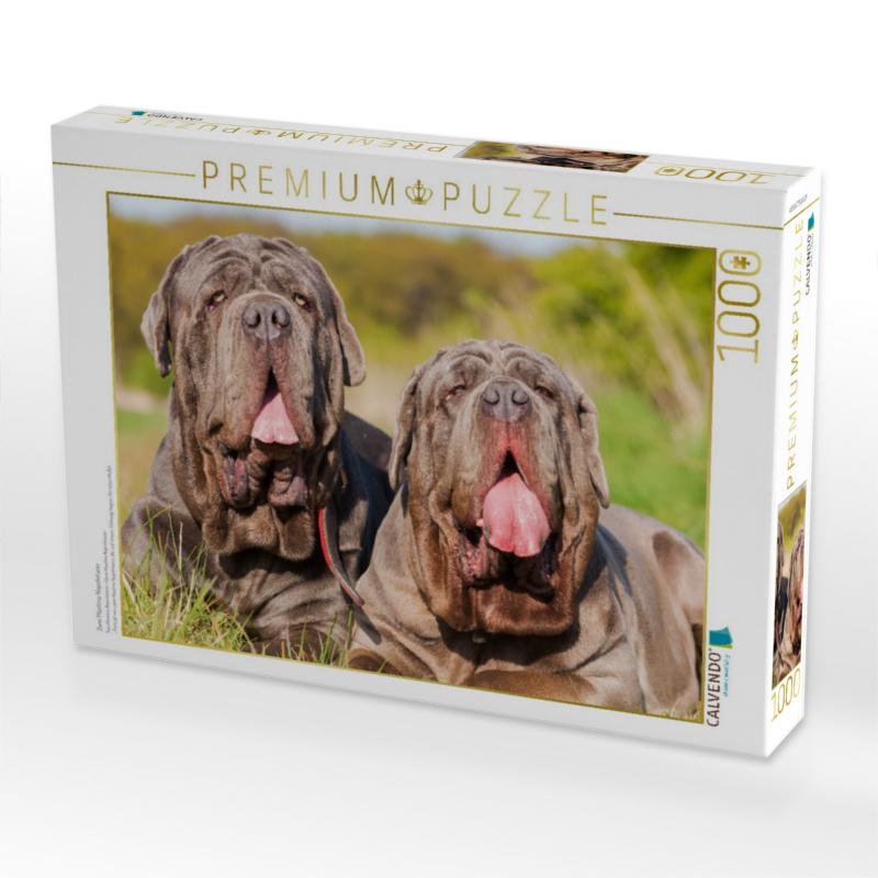Zwei Mastino Napoletano