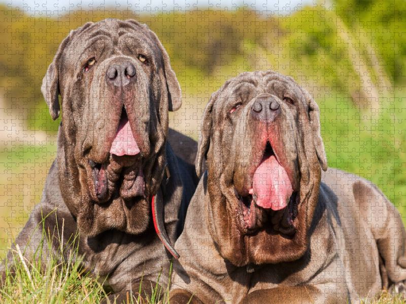Zwei Mastino Napoletano